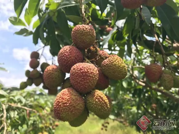 广西种植荔枝的优势_广西种植荔枝致富_广西荔枝种植基地