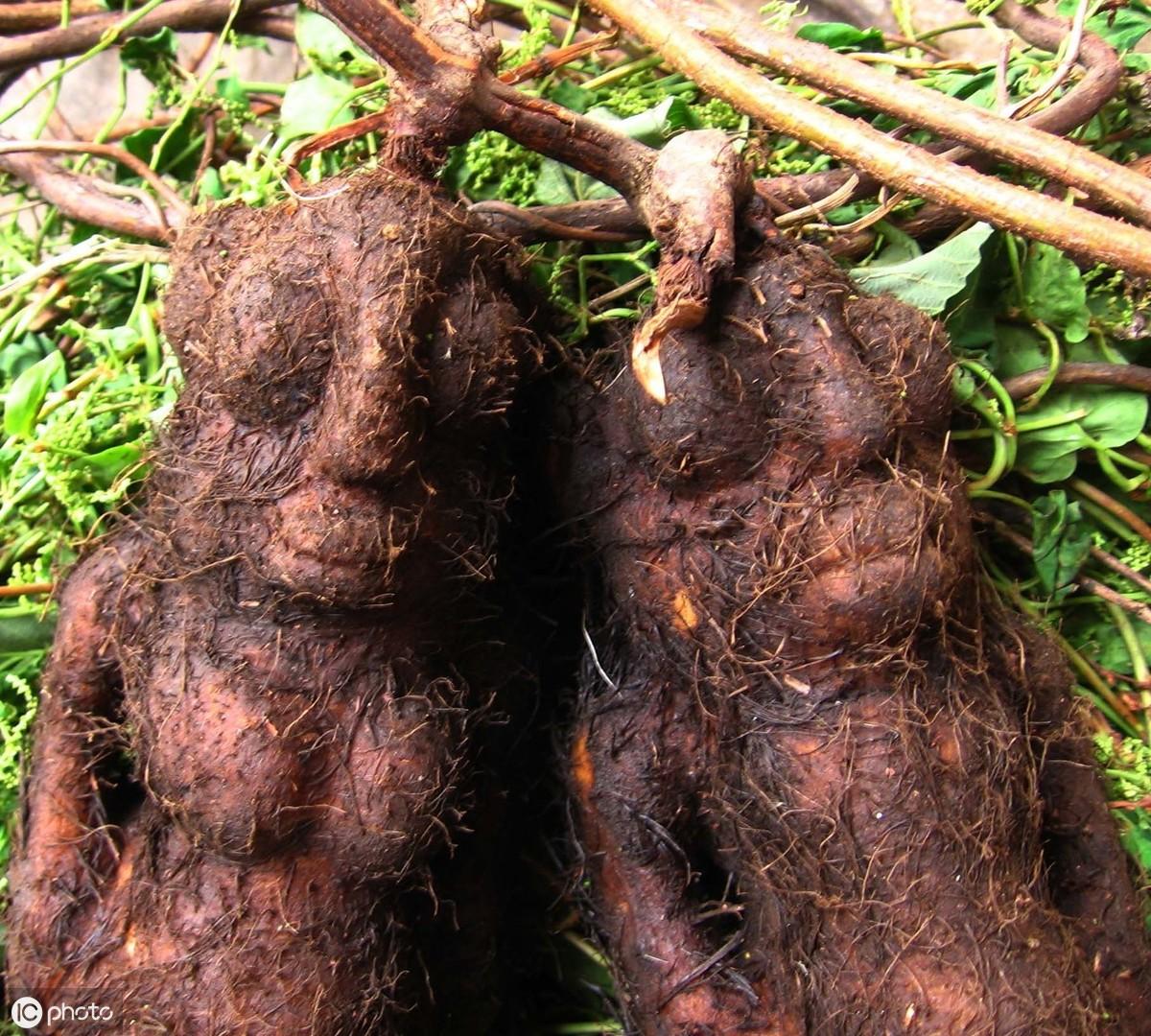 种植首乌技术要点_首乌种植视频_首乌种植技术