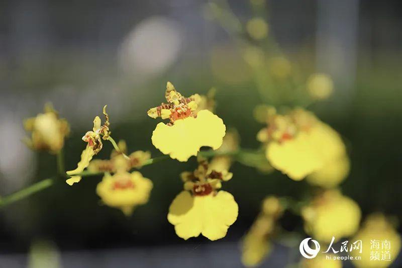 致富兰花种植时间_致富经种植兰花_致富经兰花种植视频