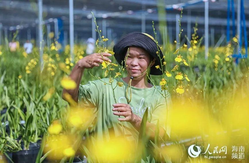 致富经兰花种植视频_致富经种植兰花_致富兰花种植时间