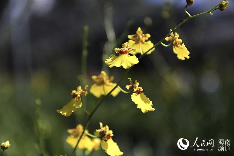 致富经种植兰花_致富兰花种植时间_致富经兰花种植视频