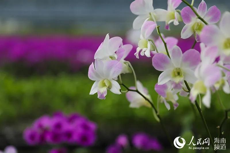 致富兰花种植时间_致富经种植兰花_致富经兰花种植视频