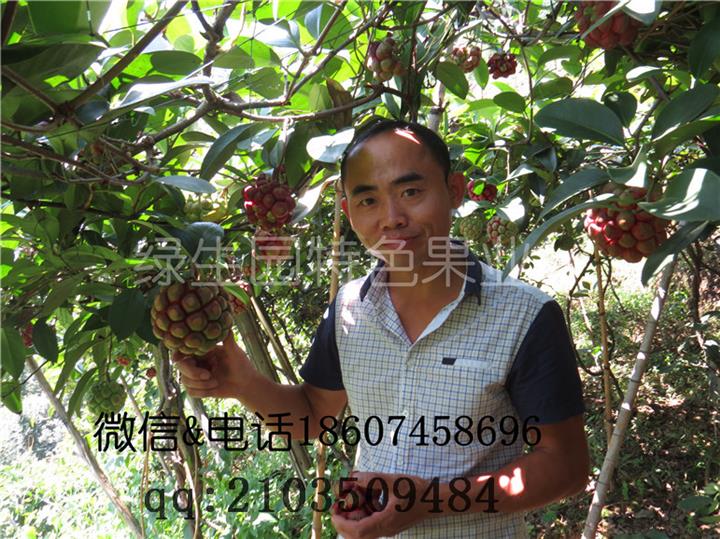 香蕉种植致富项目_香蕉种植效益_香蕉致富种植项目介绍