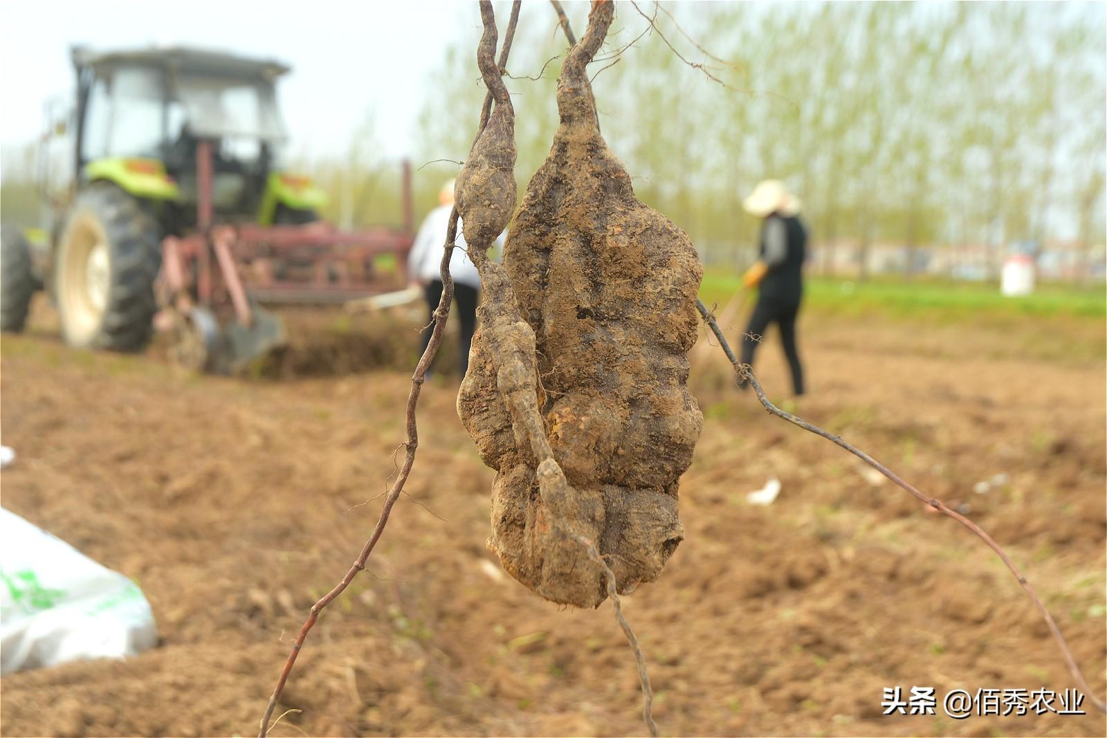 农民种植中药材何首乌，产量能赶上红薯，经济效益可观