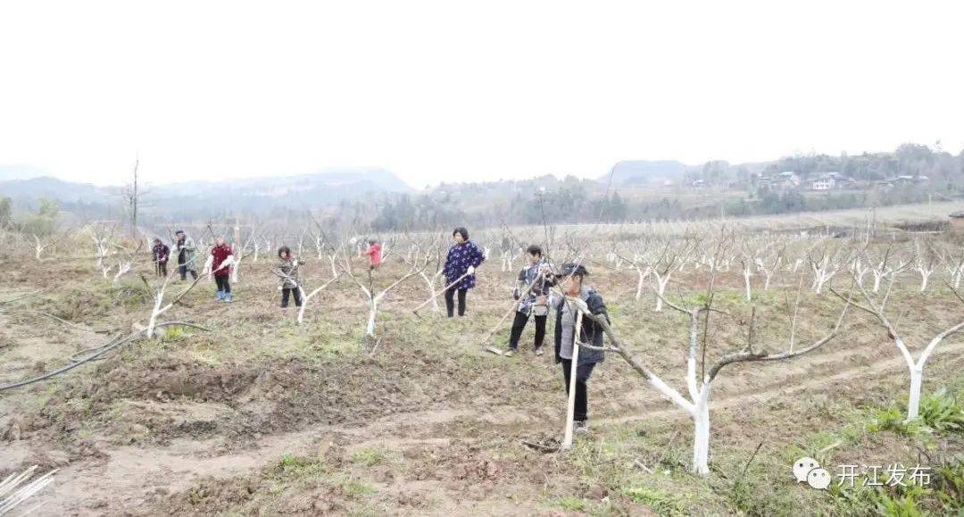 荒地种植什么能赚钱_盘活荒地种植致富_荒地种植什么效益最好