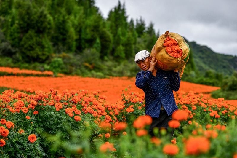 致富经梅花致富花种植_梅花种植过程_梅花种植视频