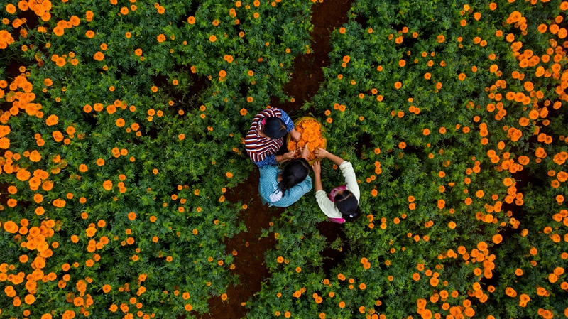 梅花种植视频_梅花种植过程_致富经梅花致富花种植