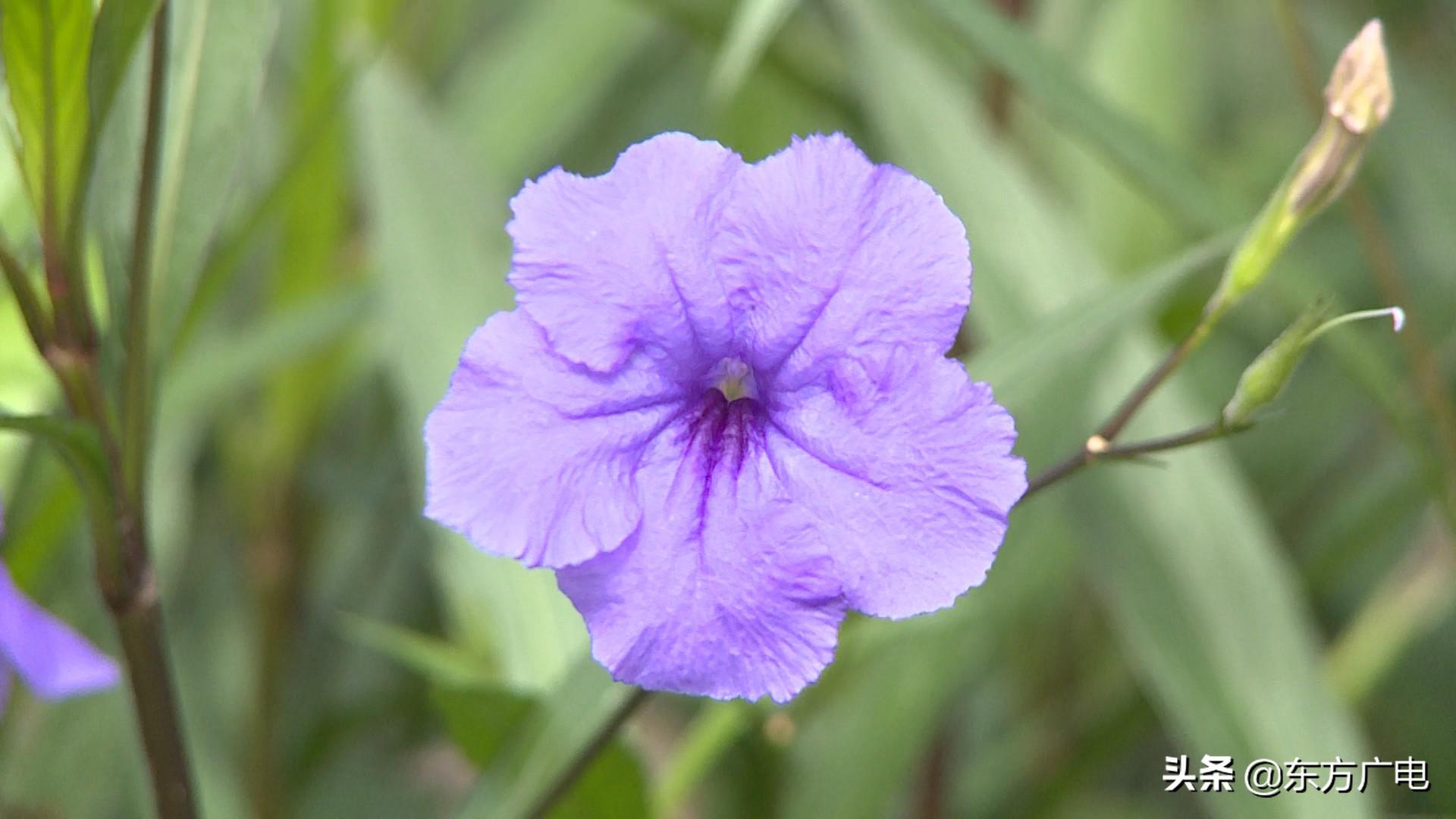 兰花致富经_致富经兰花种植视频_致富经种植兰花