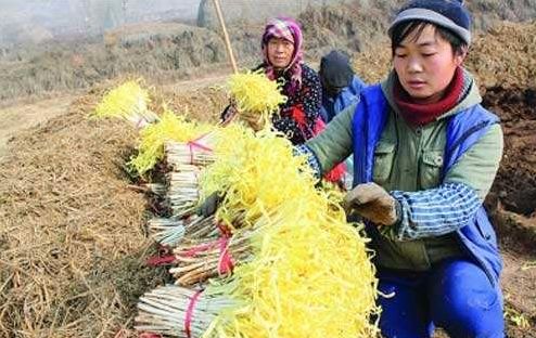 农广天地韭黄种植技术视频_致富经央视韭黄种植_种植韭黄的利润