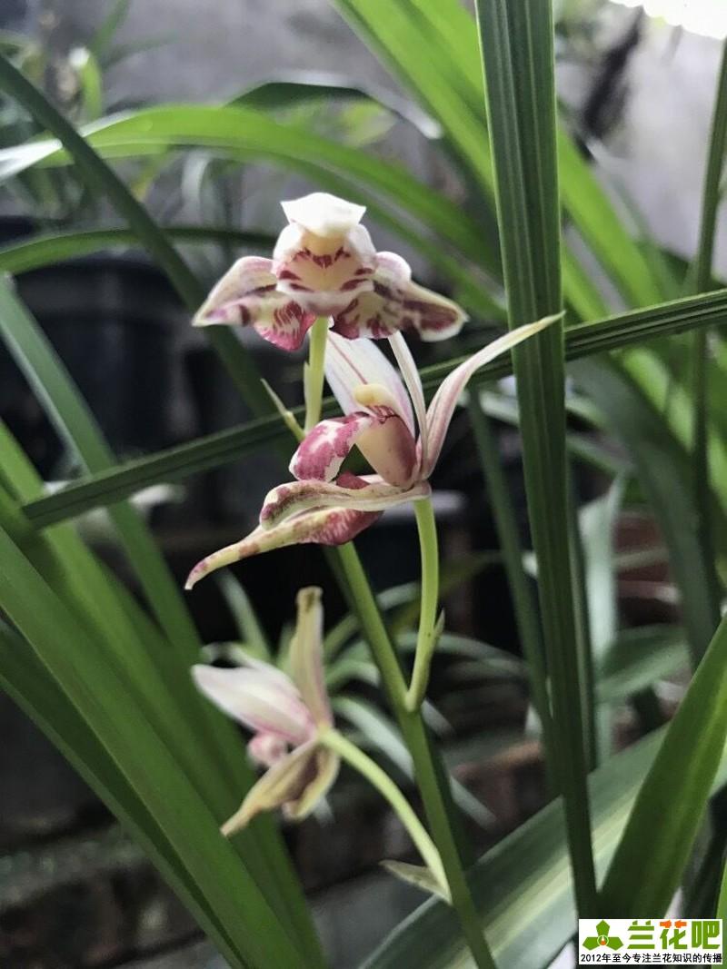 致富经种植兰花_致富经兰花种植视频_致富兰花种植方法