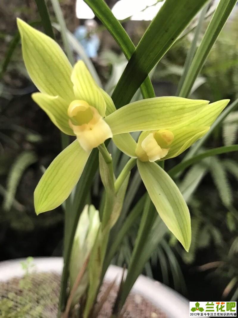 致富兰花种植方法_致富经种植兰花_致富经兰花种植视频