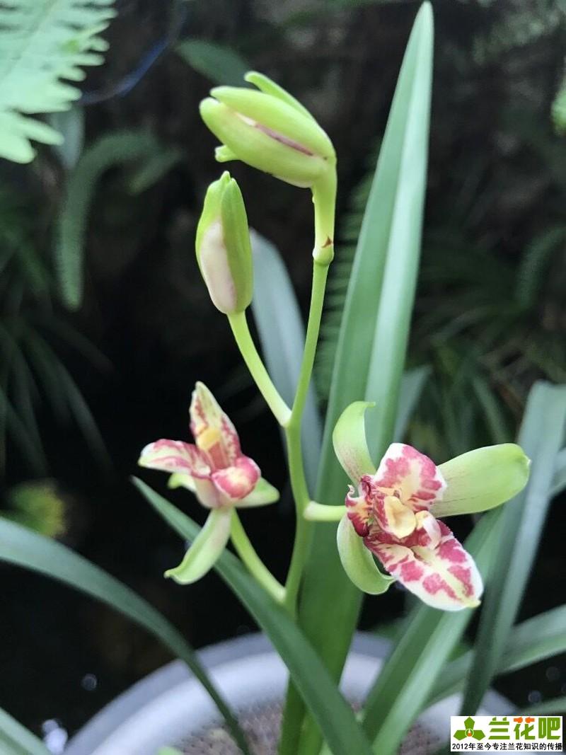 致富经兰花种植视频_致富经种植兰花_致富兰花种植方法