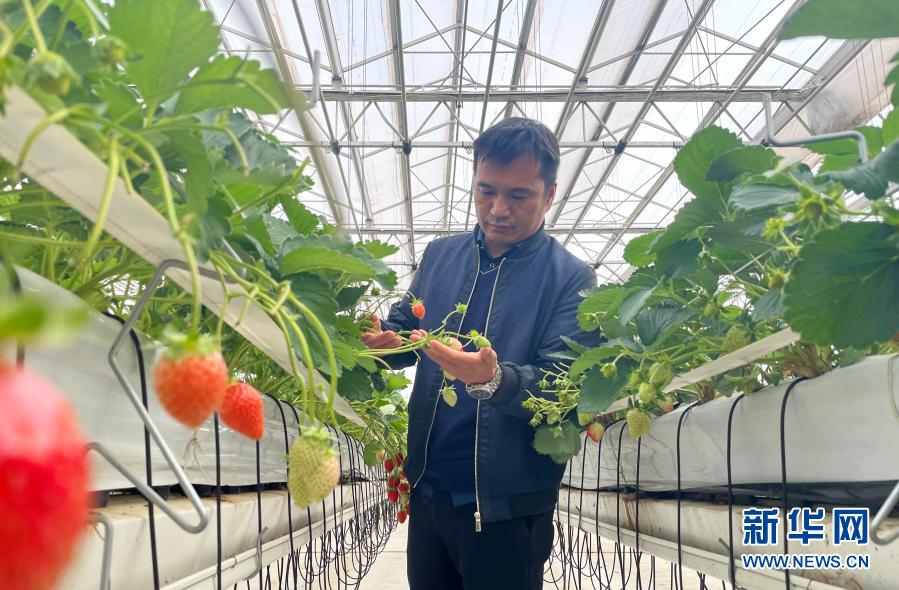 大葱种植时间和技术_大葱种植时间和种植方法介绍_大葱种植技术时间多长