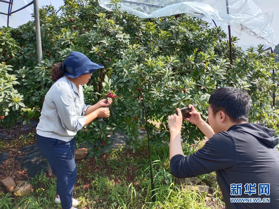 大葱种植时间和种植方法介绍_大葱种植时间和技术_大葱种植技术时间多长