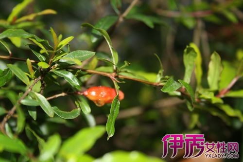 橄榄种植技术视频_橄榄种植技术教程_橄榄种植方法