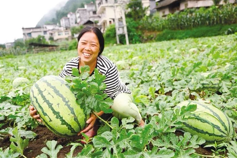 返乡农民工流转土地种出致富瓜