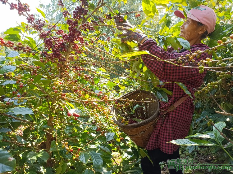 云县种植咖啡致富_云南咖啡种植基地_云南咖啡种植成本