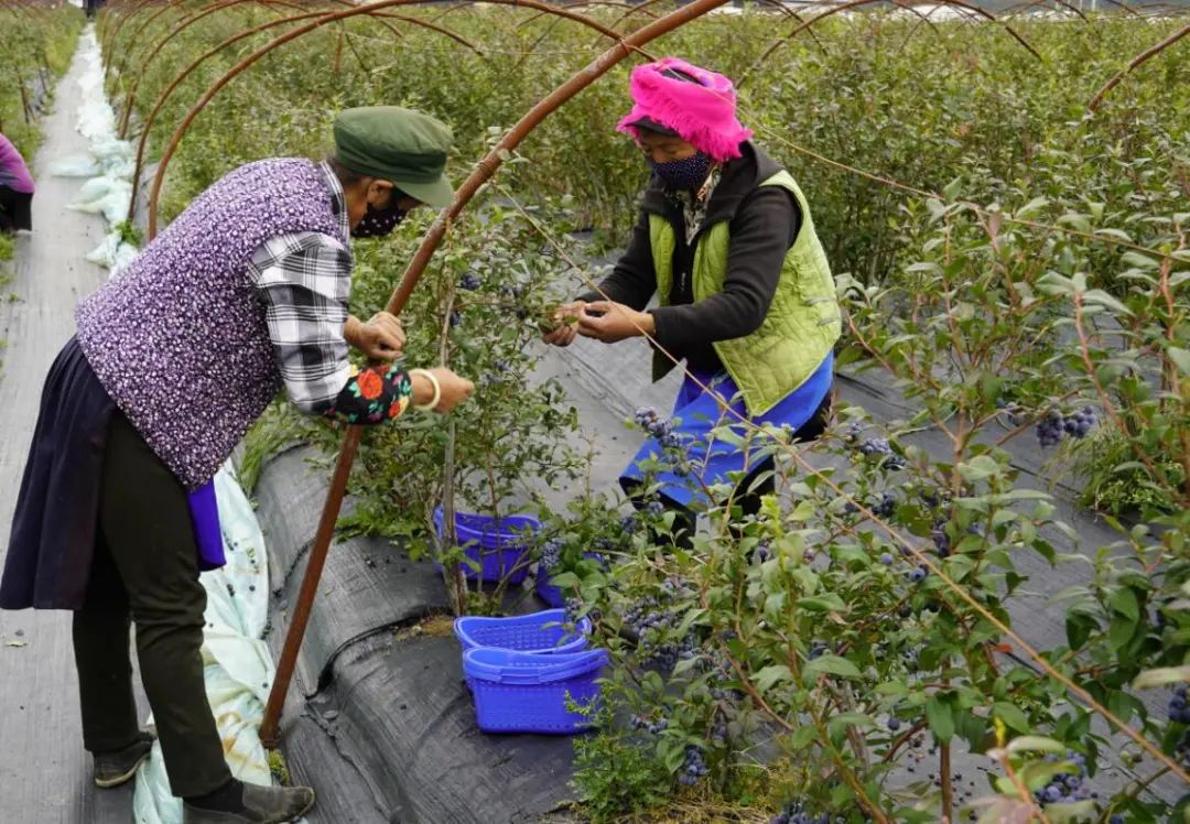 蓝莓怎么种植致富_致富种植蓝莓怎么样_种植蓝莓收益