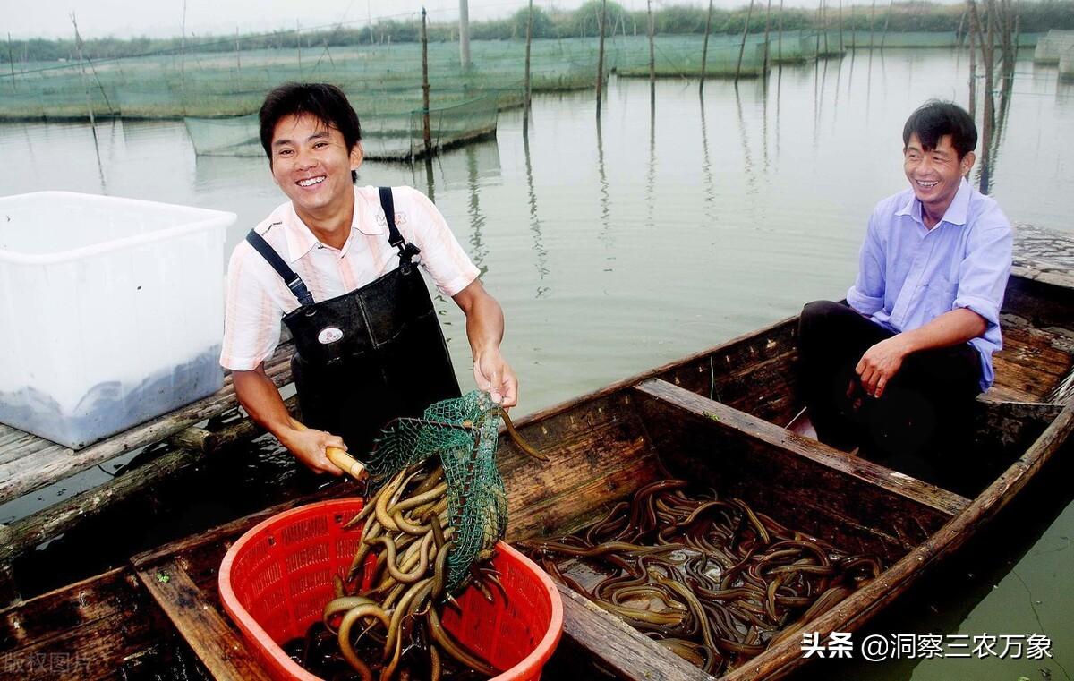 黄鳝鱼养殖技术(黄鳝、泥鳅混养的生态养殖法)