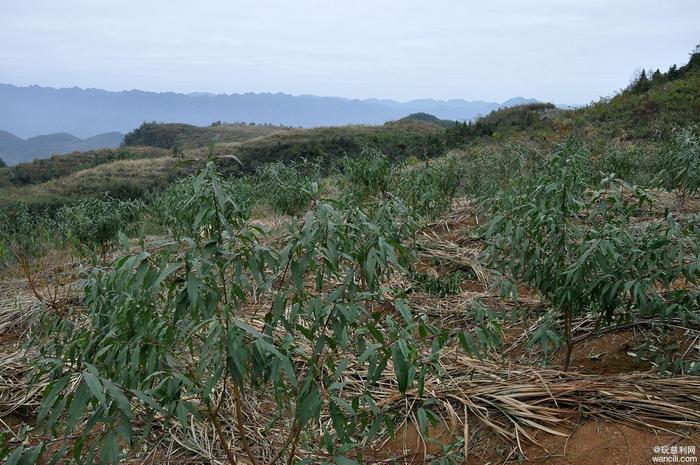 慈利县南山坪乡犀牛村：穷山坳上种冬桃，脱贫致富奔小康