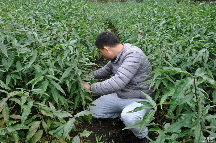 慈利县南山坪乡犀牛村：穷山坳上种冬桃，脱贫致富奔小康