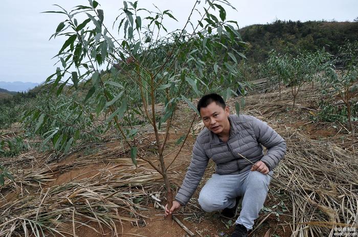 慈利县南山坪乡犀牛村：穷山坳上种冬桃，脱贫致富奔小康