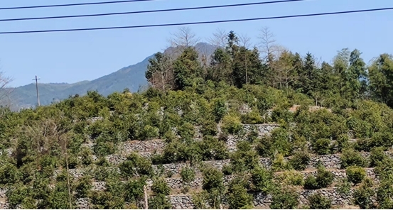 致富经油茶树_油茶树赚钱吗_致富经山油茶树视频