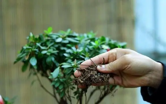 松针菇种植技术_松针蘑菇什么条件生长_菇种植松针技术要点