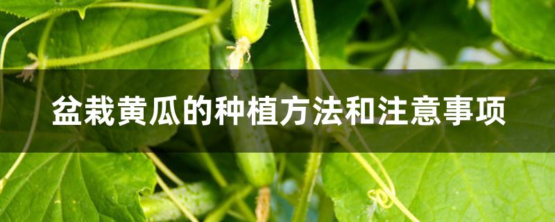 盆栽黄瓜的种植方法和注意事项