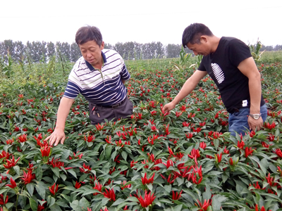 茭白种子