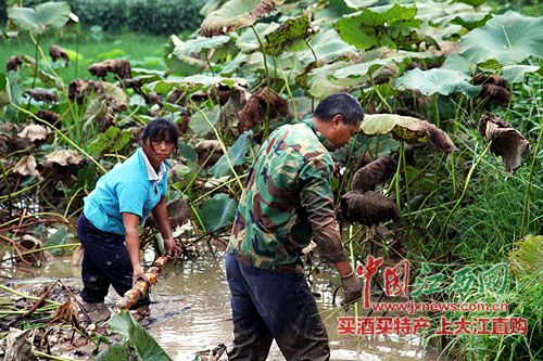 紫花苜蓿种子：宜宾：强化种子市场监管　确保大春用种安全