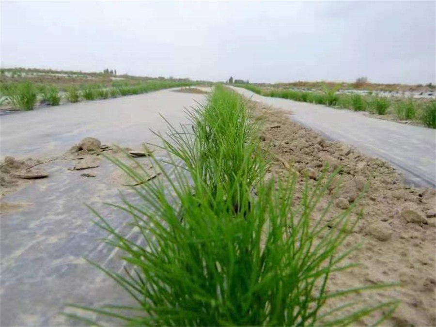 新疆机械化种植_新疆种植致富机械_新疆种植基地