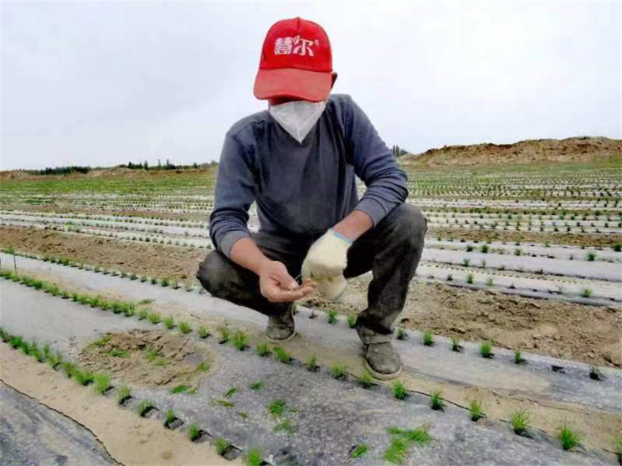 新疆机械化种植_新疆种植致富机械_新疆种植基地