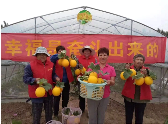 致富大伯种植李项目有哪些_李大伯种植致富项目_致富经大叔种树