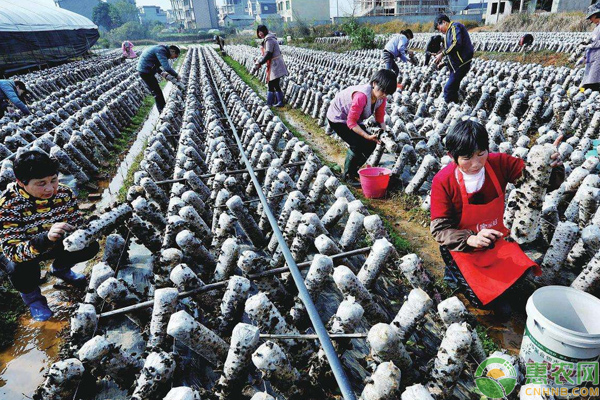 段坪村石灵水种植黑木耳带领群众奔小康的成功案例