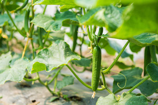 大棚黄瓜的种植管理技术要点