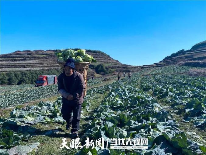 致富蔬菜种植农民视频_农村种植蔬菜致富方案_农民种植蔬菜致富