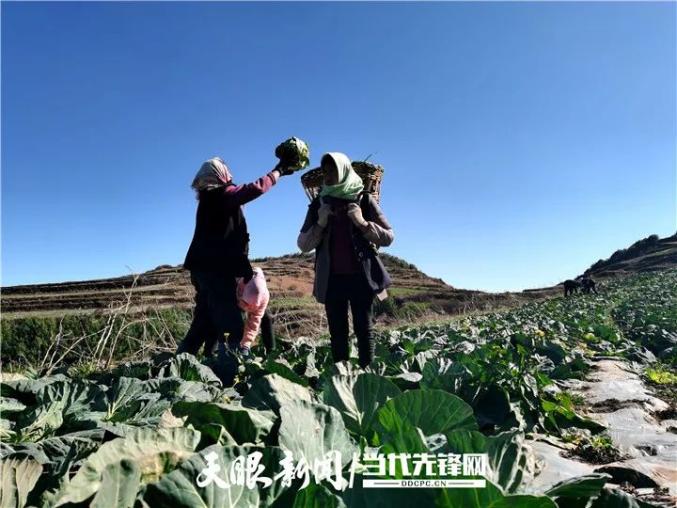 农村种植蔬菜致富方案_致富蔬菜种植农民视频_农民种植蔬菜致富