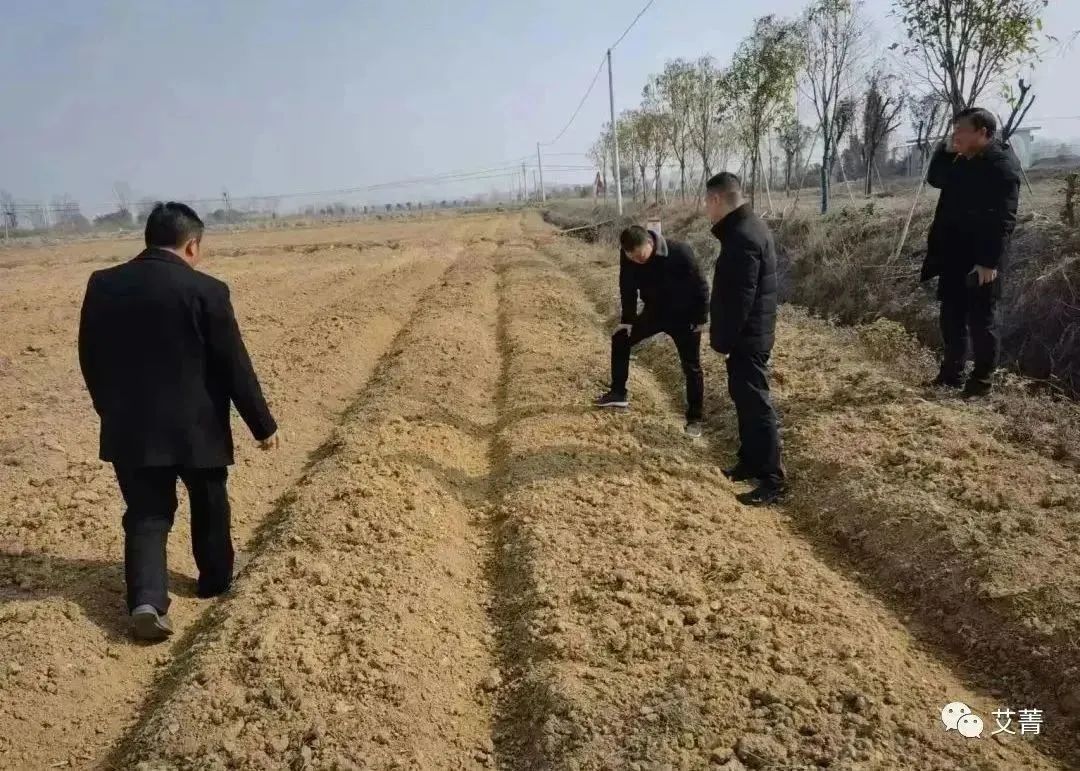 艾叶的种植技术_艾叶种植视频_种植艾叶技术视频