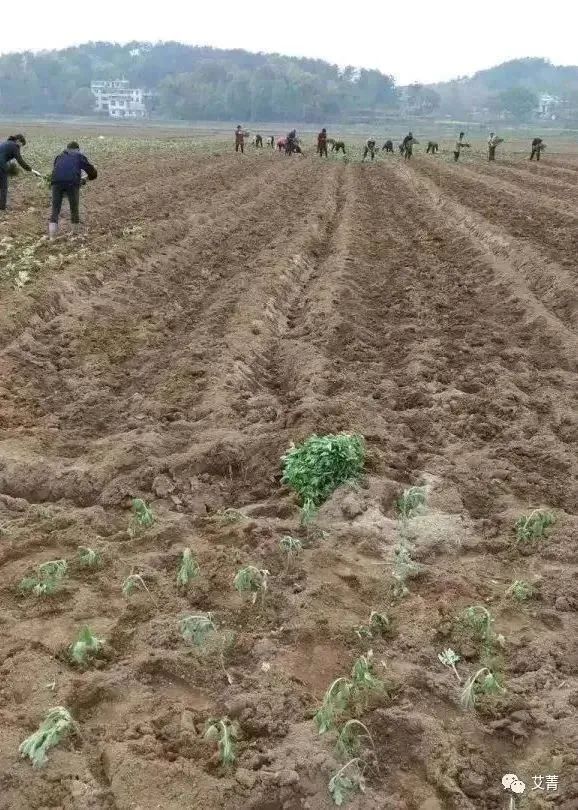 艾叶的种植技术_艾叶种植视频_种植艾叶技术视频