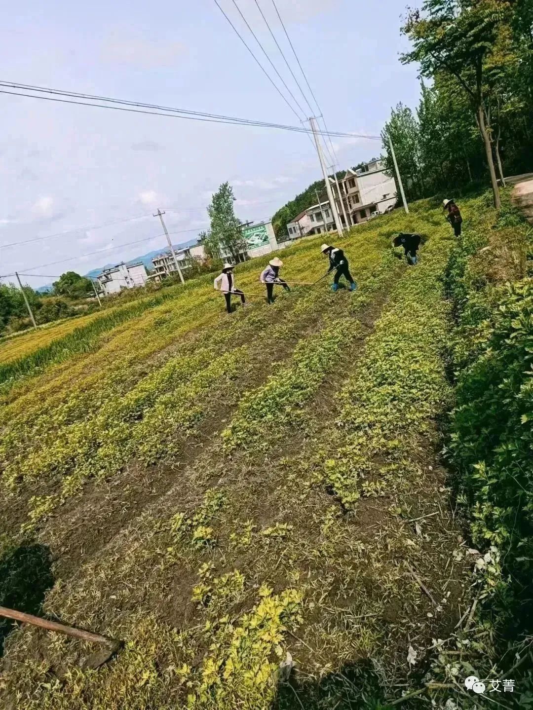 种植艾叶技术视频_艾叶的种植技术_艾叶种植视频