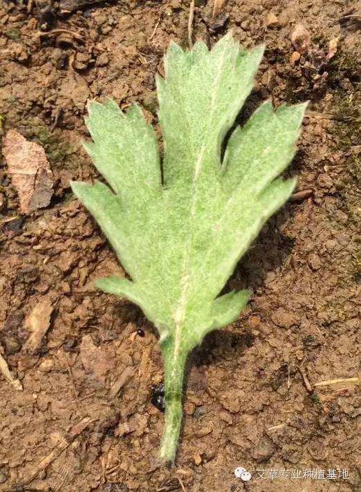 种艾经:艾草高产栽培技术要点及种植技术规范