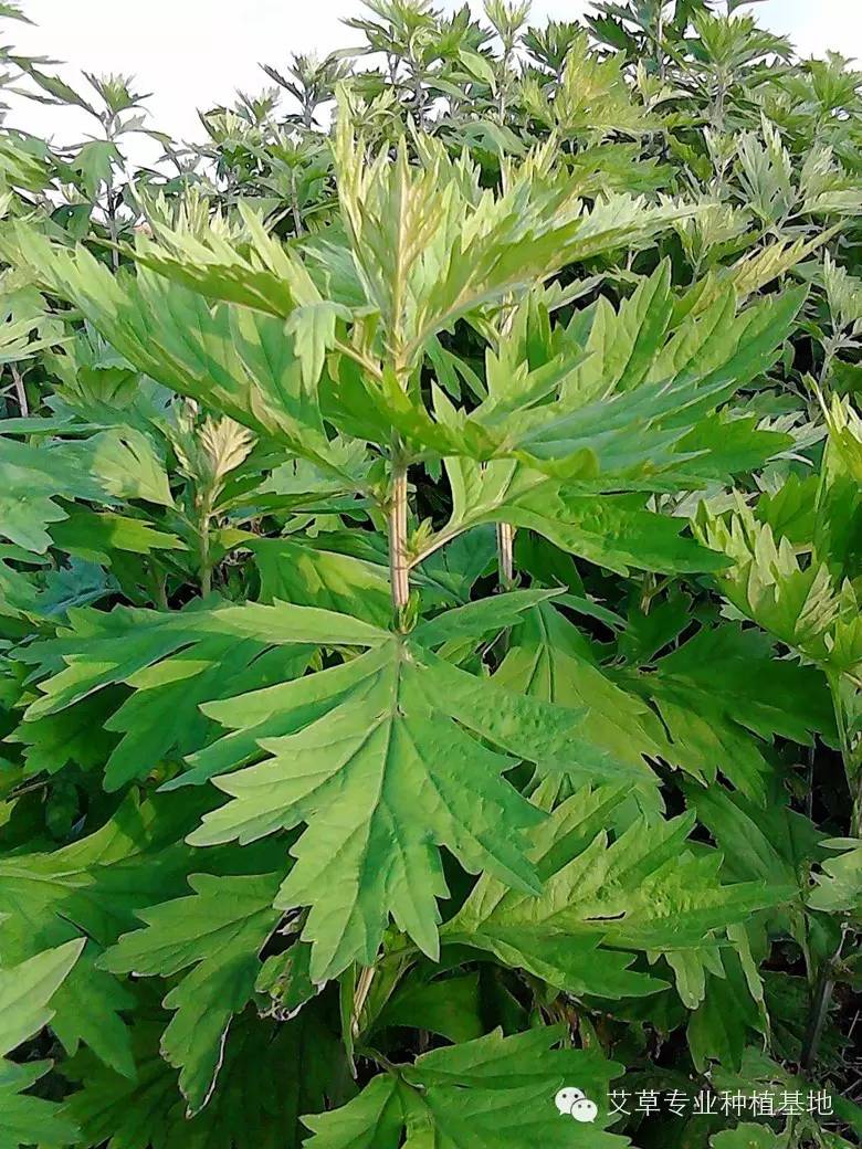 种植艾叶技术视频_艾叶的种植技术_艾叶种植视频