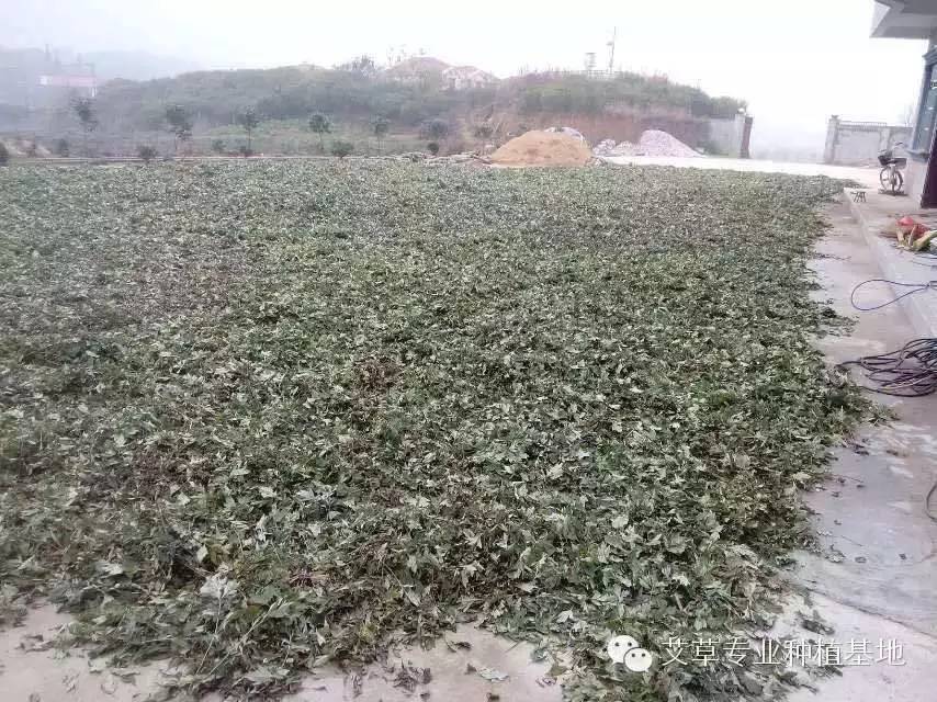 种植艾叶技术视频_艾叶种植视频_艾叶的种植技术