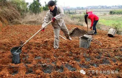 艾叶的种植技术_艾叶种植视频_种植艾叶技术视频