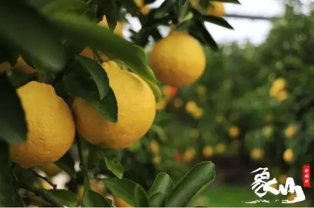 射干种植_孝感农业致富种植各种水果网_山东射干种植致富