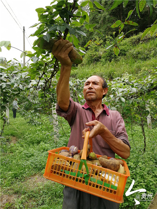 【黔山珍 出山记】驯化野生果觅致富路 石阡十万斤八月瓜“笑裂”了