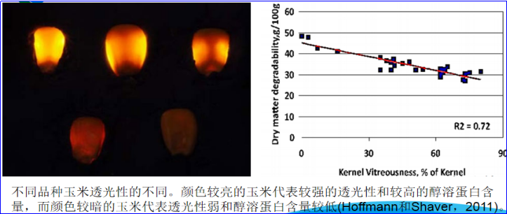 玉米的养殖_玉米养殖技术_玉米养殖技术视频