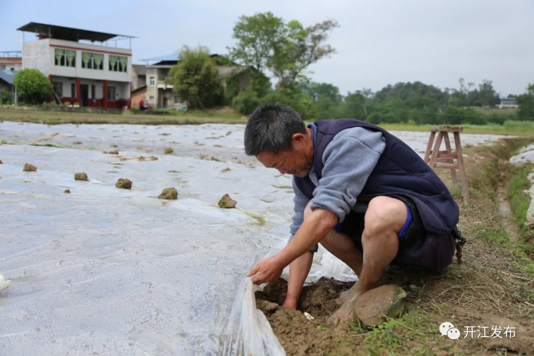 致富经种植亩收入过亿_致富经种植药材_致富经洞姜种植