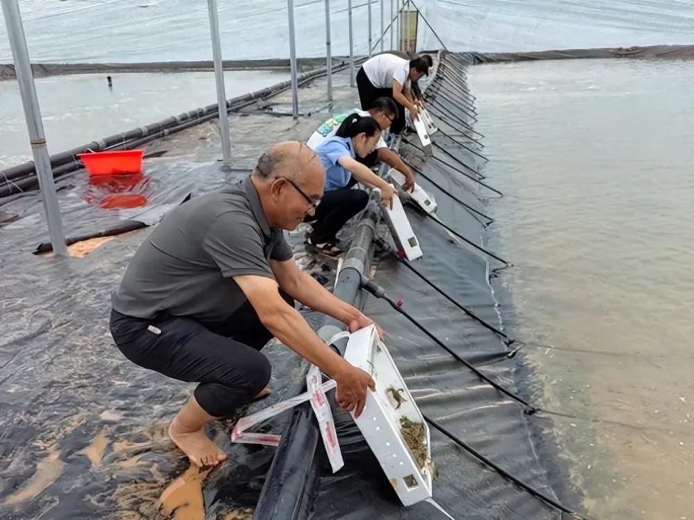 新疆人工海产养殖试点成功，沙漠长出深海大虾